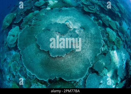 Große Tischkorallen, Acropora sp, Tauchplatz am Rhoda Beach, Weihnachtsinsel, Australien Stockfoto