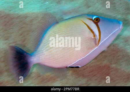 Scythe Triggerfish, Sufflamen bursa, Rhoda Beach Tauchplatz, Weihnachtsinsel, Australien Stockfoto