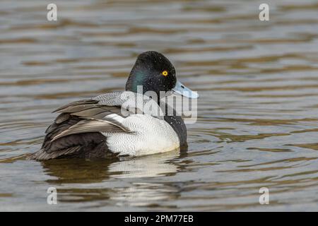 Lesser Scaup, Aythya affinis, Burnaby Lake Regional Park, Burnaby, British Columbia, Kanada Stockfoto