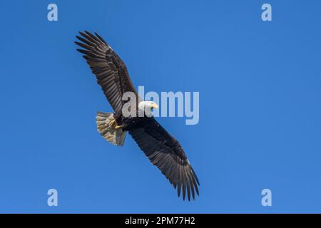 Weißkopfseeadler, Haliaeetus leucocephalus, George C. Reifel Migratory Bird Sanctuary, Delta, British Columbia, Kanada Stockfoto