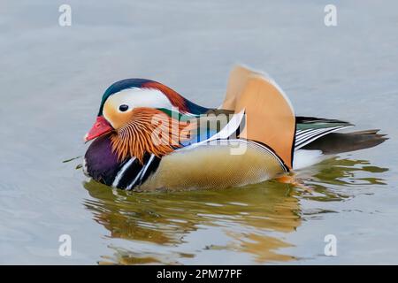 Mandarinente, Aix galericulata, Burnaby Lake Regional Park, Burnaby, British Columbia, Kanada Stockfoto