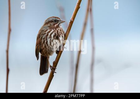 Song Sparrow, Melospiza melodia, Burnaby Lake Regional Park, Burnaby, British Columbia, Kanada Stockfoto