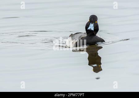 Lesser Scaup, Aythya affinis, Burnaby Lake Regional Park, Burnaby, British Columbia, Kanada Stockfoto