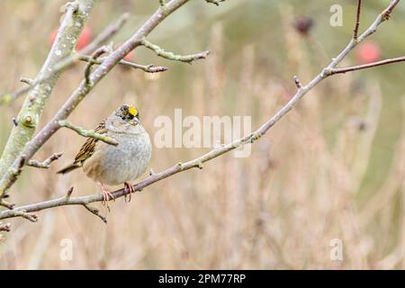 Golden-gekrönter Spatz, Zonotrichia Atricapilla, George C. Reifel Migratory Bird Sanctuary, Delta, British Columbia, Kanada Stockfoto