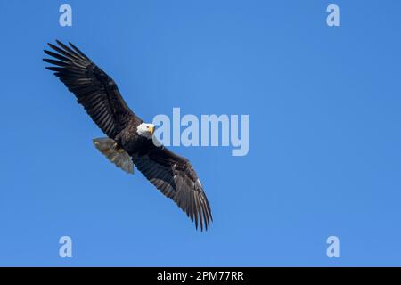 Weißkopfseeadler, Haliaeetus leucocephalus, George C. Reifel Migratory Bird Sanctuary, Delta, British Columbia, Kanada Stockfoto