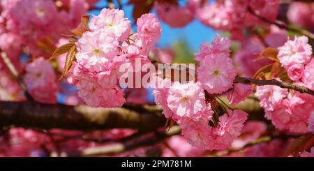Rosa Blüte eines Sakurabaums. Hintergrund der Grußkarte Stockfoto