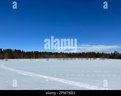 Riesiges verschneite Feld mit Spuren, die in einen dichten Wald unter einem klaren blauen Himmel in Schweden führen Stockfoto