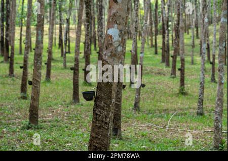 Extraktion von Naturlatex. Gummibaumplantage. Gummibaumplantage. Anzapfung in einem Gummimarten in Thailand. Naturlatex, extrahiert aus p Stockfoto