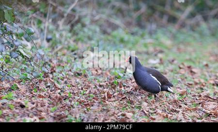 Moorhen [ Gallinula chloropus ] auf blattbedecktem Rasen im Winter Stockfoto