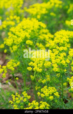 Italien, Lombardei, Cypress Spurge, Euphorbia Cyparissias, Flowers Stockfoto