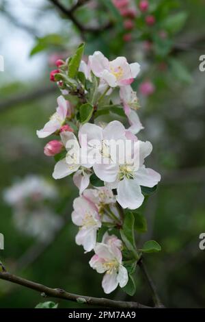 Italien, Lombardei, Europäischer Krabbenapfel, Malus Sylvestris, Blumen Stockfoto