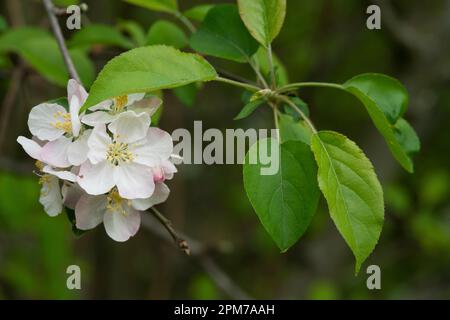Italien, Lombardei, Europäischer Krabbenapfel, Malus Sylvestris, Blumen Stockfoto