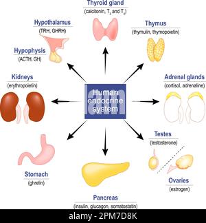 Menschliches endokrines System. Drüsen und Hormone. Symbole festlegen. vektordarstellung Stock Vektor