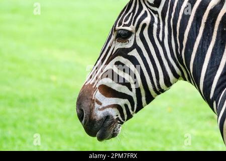 zebragesicht im Profil oder Seite der Nahaufnahme mit schwarz-weißen Streifen, Auge, Nasenloch und geschlossenem Mund Stockfoto