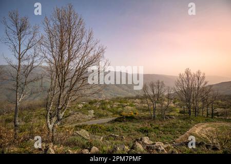 Malerische Landschaft bei Sonnenuntergang vom Gipfel des Valle del Jerte in Cceres, Spanien mit Bäumen ohne Blätter Stockfoto