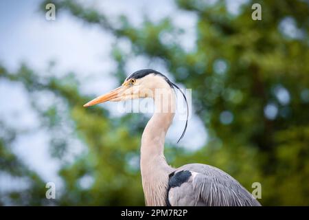 Grauer Reiher, Seitenansicht Stockfoto
