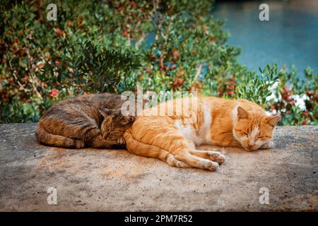 Mischhauskatzen, die an einer Wand in einem mediterranen Dorf schlafen Stockfoto