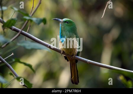 Blaubärtiger Bienenfresser (Nyctyornis athertoni) in Rongtong in Westbengalen, Indien Stockfoto