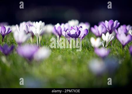 Krokusse blühen am 1. März 2021, dem ersten Frühlingstag. Stockfoto