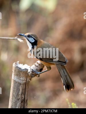 Grosser Halsketten-Lachthor (Pterorhinus pectoralis) in Rongtong in Westbengalen, Indien Stockfoto