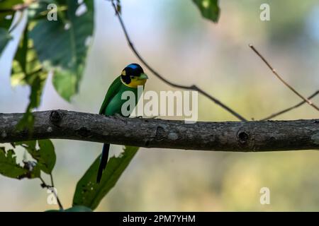 Langschwanzlunder (Psarisomus dalhousiae) in Rongtong in Westbengalen, Indien Stockfoto