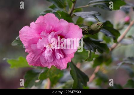 Nahaufnahme der farbenfrohen pinkfarbenen und roten Doppelblume des Hibiscus syriacus, auch bekannt als Strauch althea oder Rosenblüte, die draußen auf natürlichem Hintergrund blühen Stockfoto