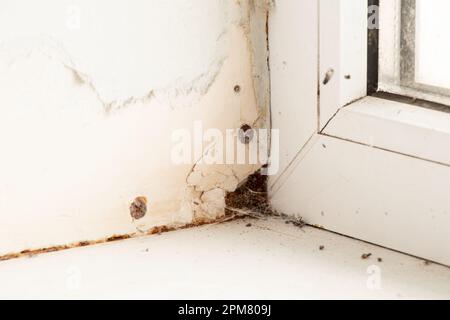 Ein Fenster in einem Apartment mit hoher Luftfeuchtigkeit und Pilzen an den Wänden, ein dunkles Fenster mit Spinnweben und Insekten Stockfoto