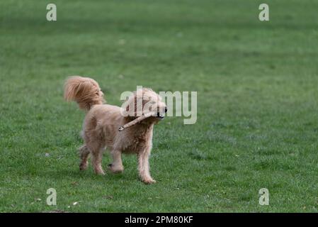 Mini-Goldendoodle, beißt in den Stock, gilt als geeigneter Hund für Allergiker, Kreuzung zwischen Golden Retriever und Poodle. Stockfoto