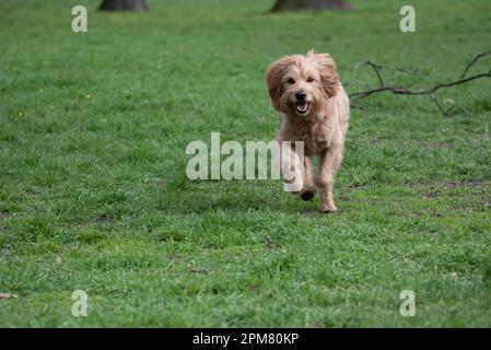 Mini-Goldendoodle, als geeigneter Hund für Allergiker, Kreuzung zwischen Golden Retriever und Poodle. Stockfoto