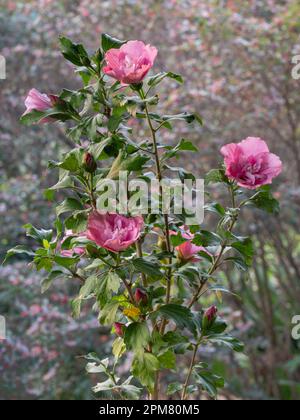 Blick auf die junge Hibiskus syriacus-Pflanze, auch bekannt als Strauß althea, oder Rosenblüte im Freien mit leuchtend rosa Doppelblumen auf natürlichem Hintergrund Stockfoto