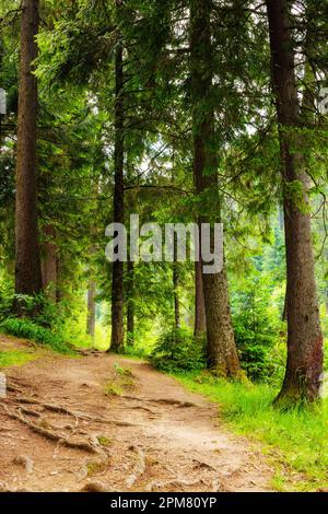 Wunderschöner Sommerwaldpark mit grünem Pfad. Landschaftslandschaft mit Zaun entlang des Weges Stockfoto