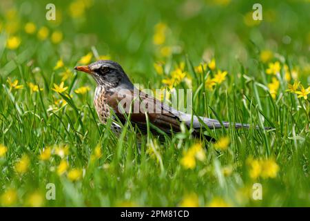 Turdus pilaris (Thrush) im grünen Frühlingsgras - Ein singvogel von der Größe eines Ameisenvogels, mit einem schlanken Körper, einem relativ langen Schwanz. Stockfoto