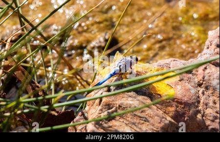 Blue Dragonfly Stockfoto