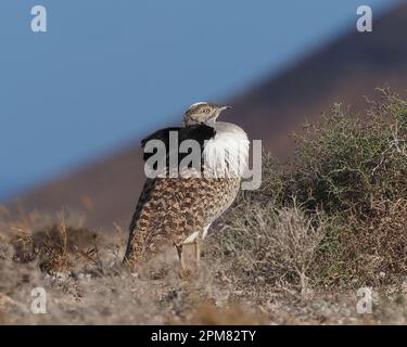 Houbara-Trappen haben eine hervorragende Tarnung, wie in diesen Bildern gezeigt. Stockfoto