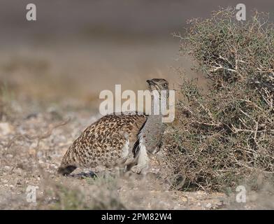 Houbara-Trappen haben eine hervorragende Tarnung, wie in diesen Bildern gezeigt. Stockfoto