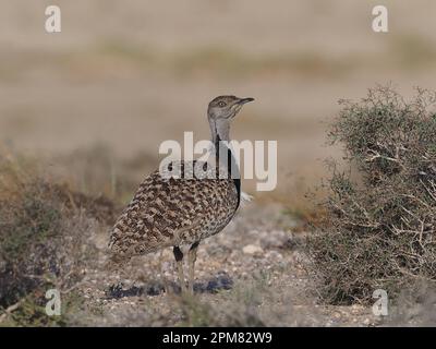 Houbara-Trappen haben eine hervorragende Tarnung, wie in diesen Bildern gezeigt. Stockfoto