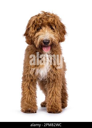 Süßer Cobberdog, auch bekannt als Labradoodle-Hund, steht vorne. Ich bin neugierig auf die Kamera. Isoliert auf weißem Hintergrund. Zunge raus. Stockfoto