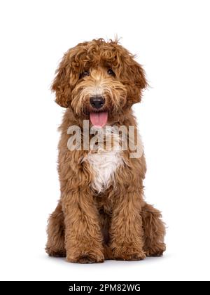 Süßer Cobberdog, auch bekannt als Labradoodle-Hund, sitzt mit Blick nach vorne. Ich bin neugierig auf die Kamera. Isoliert auf weißem Hintergrund. Zunge raus. Stockfoto