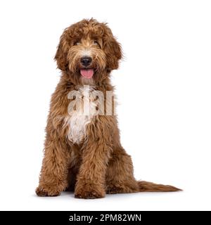 Süßer Cobberdog, auch bekannt als Labradoodle-Hund, sitzt mit Blick nach vorne. Ich bin neugierig auf die Kamera. Isoliert auf weißem Hintergrund. Zunge raus. Stockfoto