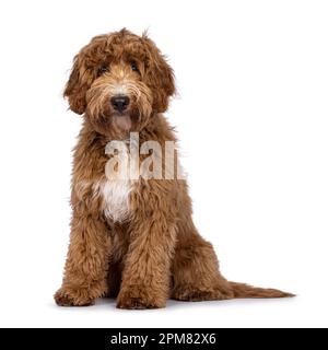 Süßer Cobberdog, auch bekannt als Labradoodle-Hund, sitzt mit Blick nach vorne. Ich bin neugierig auf die Kamera. Isoliert auf weißem Hintergrund. Stockfoto