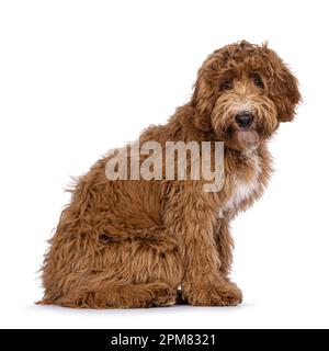 Süßer Cobberdog, auch bekannt als Labradoodle-Hund, sitzt seitlich. Ich bin neugierig auf die Kamera. Isoliert auf weißem Hintergrund. Stockfoto