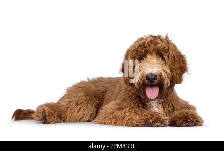 Süßer Cobberdog, auch bekannt als Labradoodle-Hund, der sich auf dumme Weise niederlässt. Ich bin neugierig auf die Kamera. Isoliert auf weißem Hintergrund. Zunge raus. Stockfoto