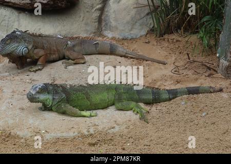 Leguane im Loro Parque de Teneriffa Stockfoto