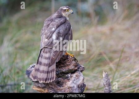 Spanien, Kastilien, Penalajo, Europäischer Sparschwein (Accipiter nisus), hoch oben auf einem Baum Stockfoto