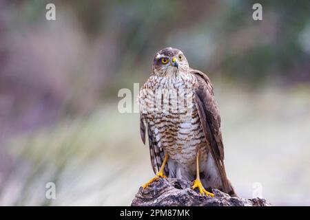 Spanien, Kastilien, Penalajo, Europäischer Sparschwein (Accipiter nisus), hoch oben auf einem Baum Stockfoto