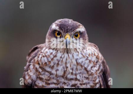 Spanien, Kastilien, Penalajo, Europäischer Sparschwein (Accipiter nisus), hoch oben auf einem Baum Stockfoto