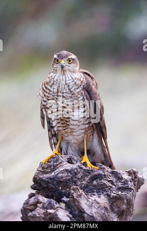 Spanien, Kastilien, Penalajo, Europäischer Sparschwein (Accipiter nisus), hoch oben auf einem Baum Stockfoto