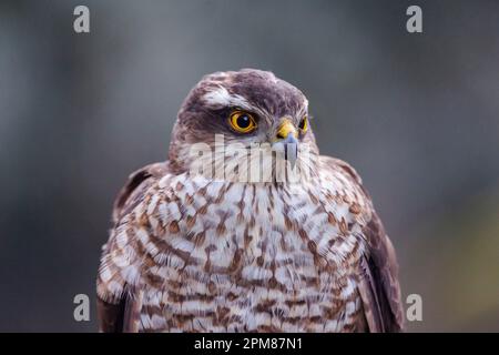 Spanien, Kastilien, Penalajo, Europäischer Sparschwein (Accipiter nisus), hoch oben auf einem Baum Stockfoto