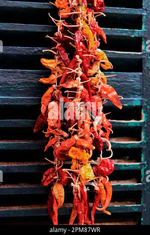 Spanien, Balearen, Mallorca, Bucht von Alcúdia, Alcúdia, Die Paprika hing an einem Rollladen, um sie im Freien in der Altstadt zu trocknen Stockfoto