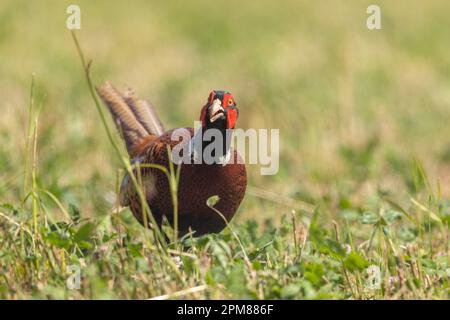 Frankreich, Aude, Gemeiner Fasan (Phasianus colchicus), männlicher Erwachsener, der auf einer Wiese läuft Stockfoto